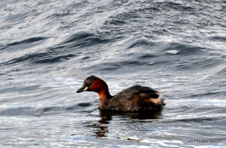 grebe_castagneux_2
