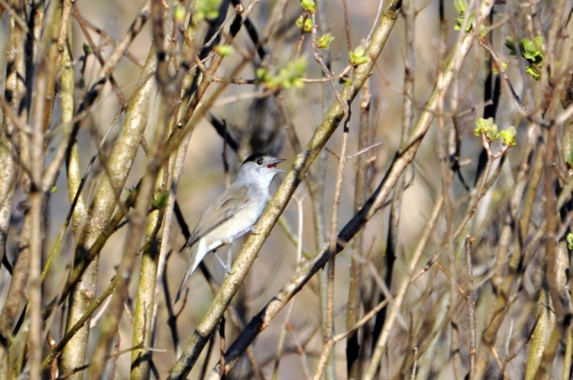 Fauvette à tête noire Fauvette à tête noire