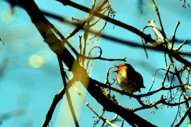 Rouge-Gorge Rouge-Gorge