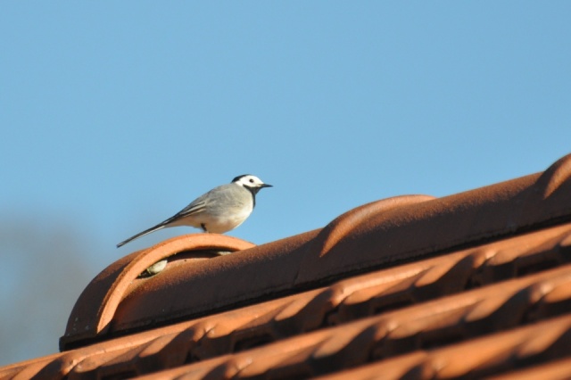 Mésange Bergeronnette