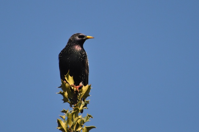 Etourneau sansonnet Etourneau sansonnet