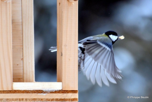 Mésange charbonnière