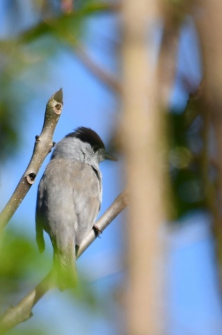 Fauvette à tête noire