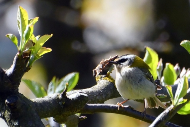 Roitelet à triple bandeau