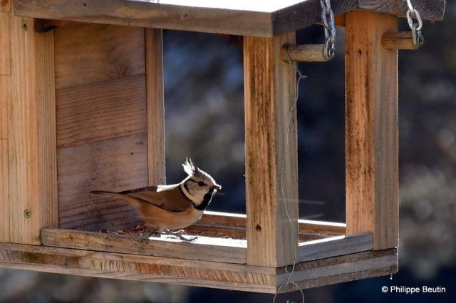 Mésange huppée