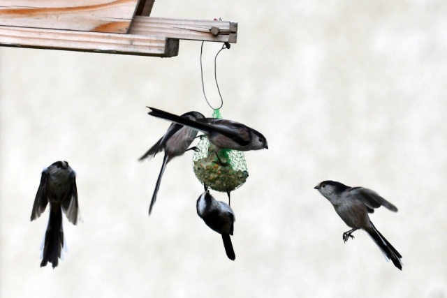 Mésange à longue queue