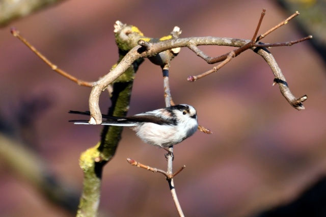 Mésange à longue queue