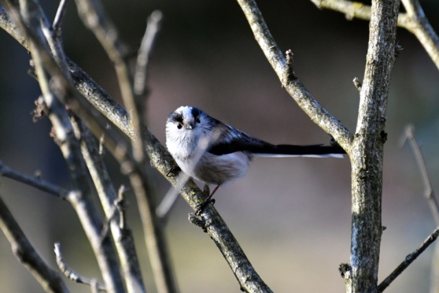 Mésange à longue queue