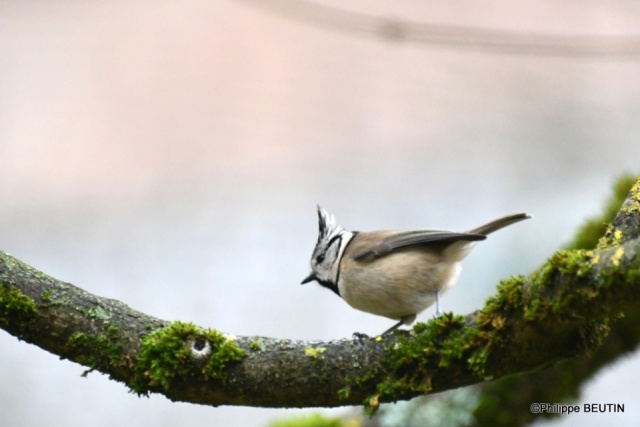 Mésange huppée