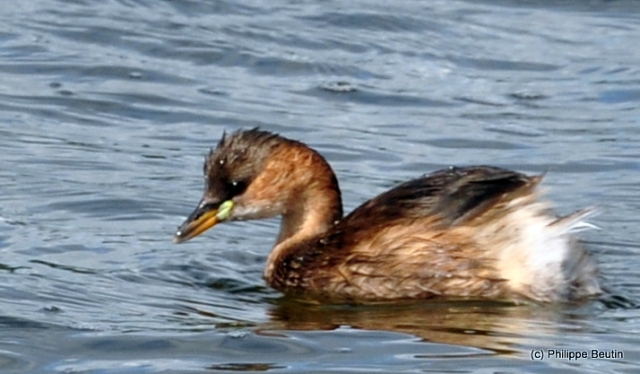 Grebe castagneux