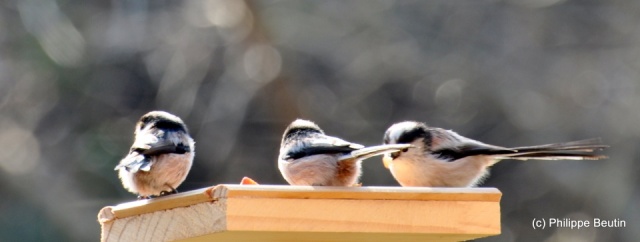 Mésanges à longue queue