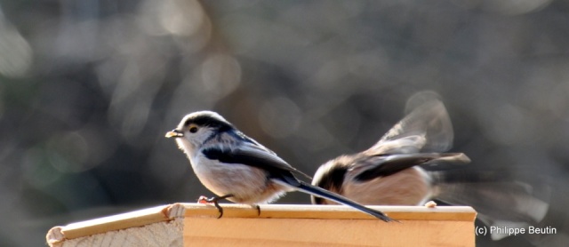 Mésanges à longue queue