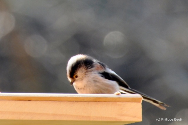 Mésanges à longue queue