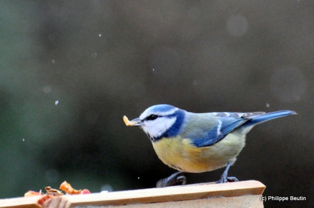 Mésange bleue