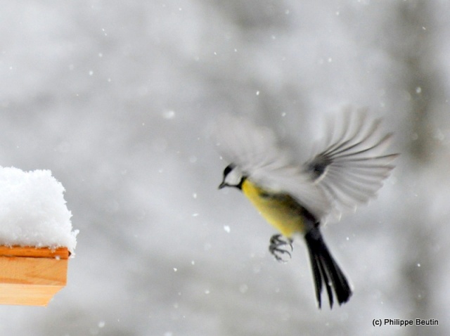 Mésange charbonnière