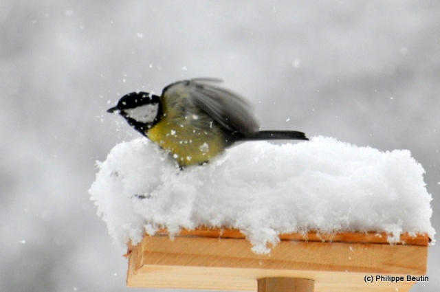 Mésange charbonière