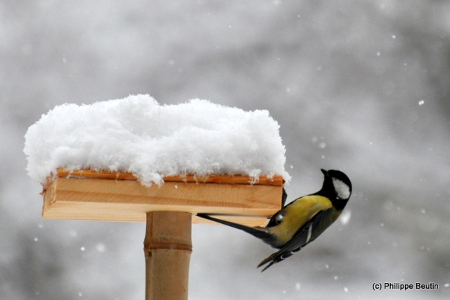 Mésange charbonnière