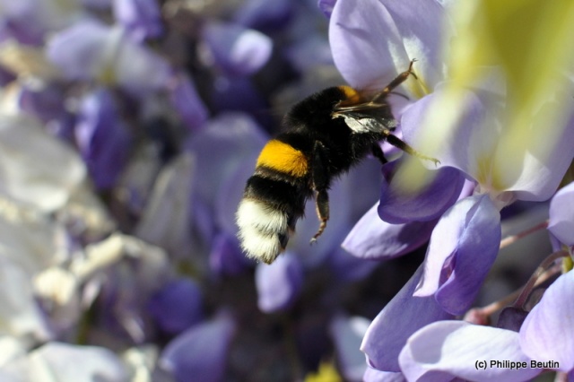 Bourdon en quête de pollen dans la glycine