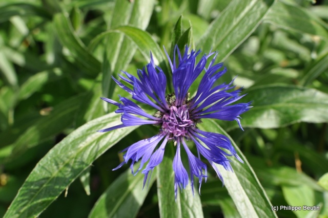 Centaurée