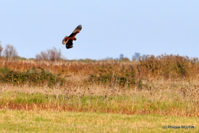 Busard des roseaux