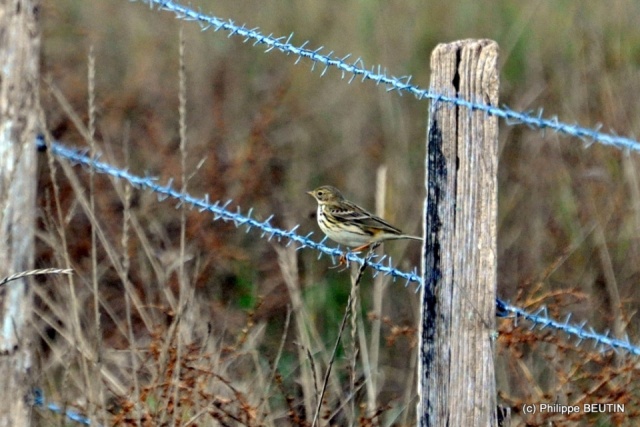 Pipit farlouse