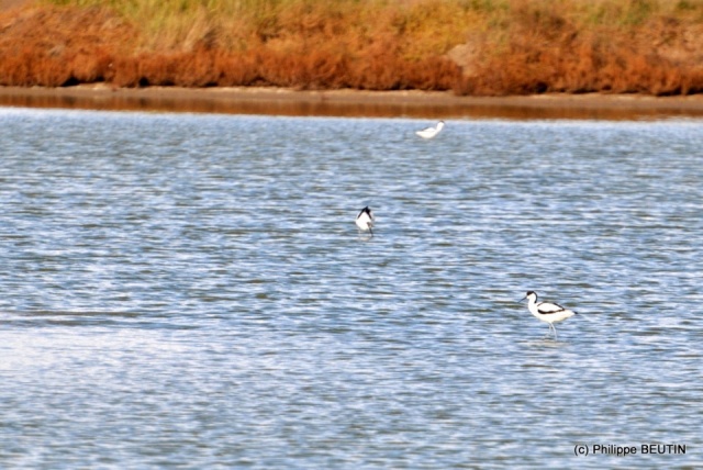 Avocettes élégantes