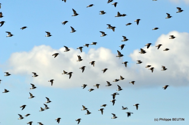 Barges à queues noires