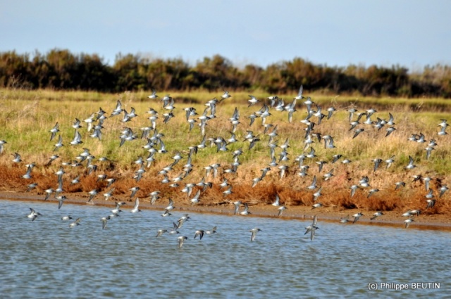 Barges à queues noires