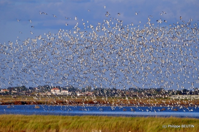 Barges à queues noires