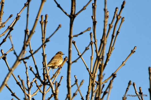 Pipit farlouse
