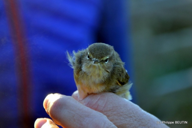 Pouillot véloce après baguage