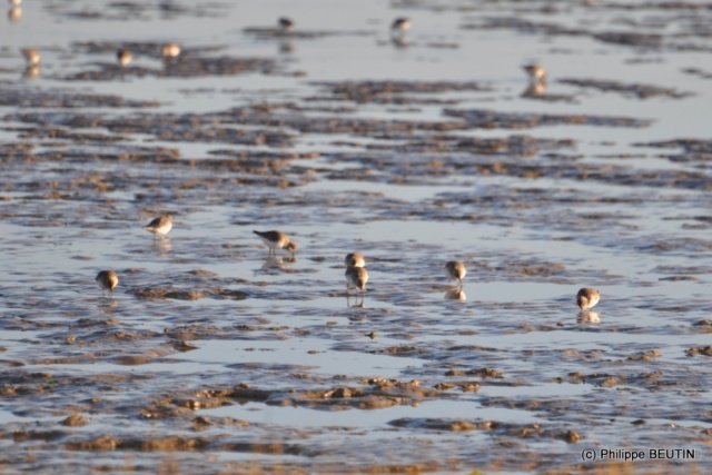 Bécasseaux