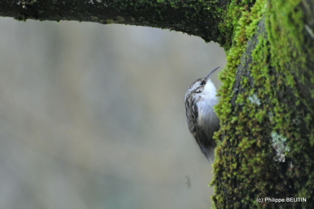 Grimpereau des arbres