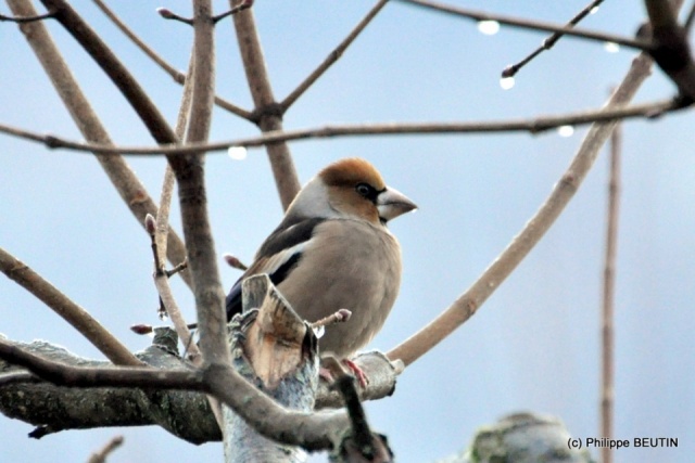 Grosbec casse-noyaux