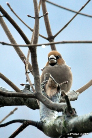 Grosbec casse-noyaux