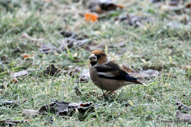 Grosbec casse-noyaux