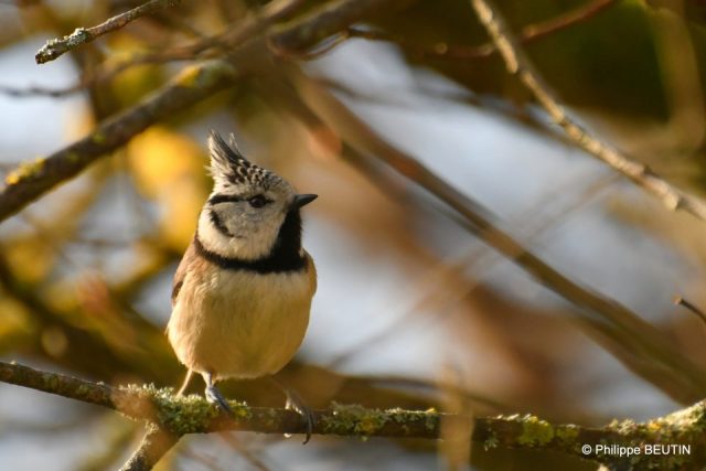 Mésange huppée