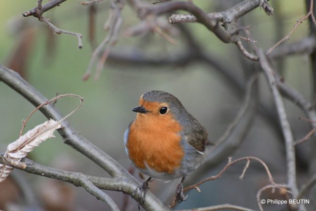 Rouge-gorge