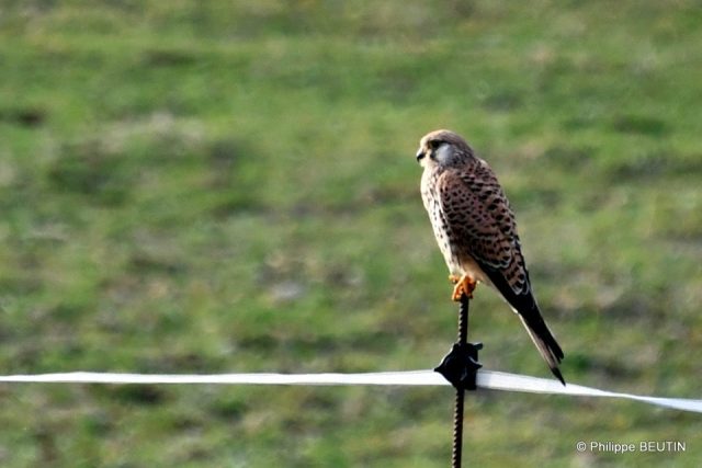 Faucon crécerelle